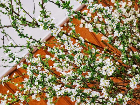 Meo nho cuc don gian de hoa tuyet mai no ro vao dip Tet