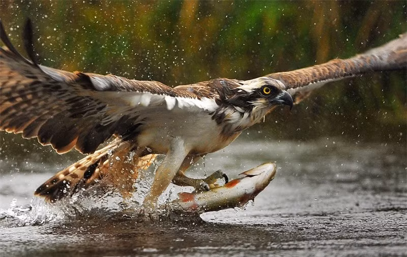 Cận cảnh màn bắt cá ngoạn mục của đại bàng ảnh 3