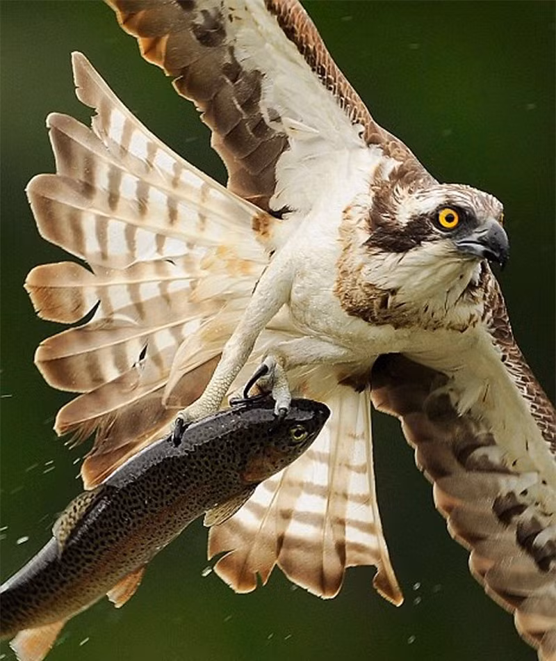 Cận cảnh màn bắt cá ngoạn mục của đại bàng ảnh 4