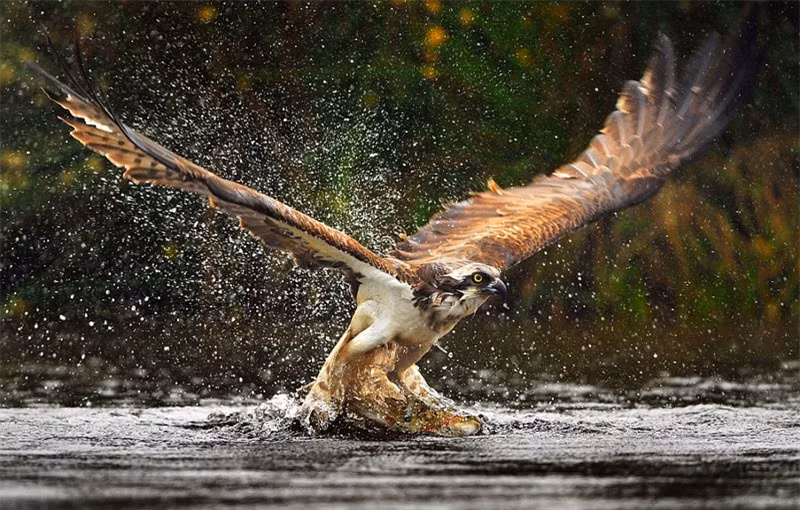 Cận cảnh màn bắt cá ngoạn mục của đại bàng ảnh 1