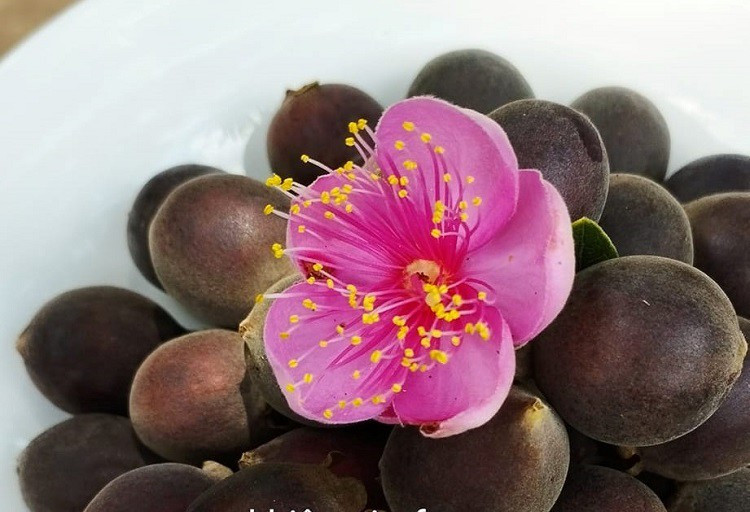 Mang cay moc hoang tren rung ve trong lay qua, 8x thu hang ty dong/nam-Hinh-4