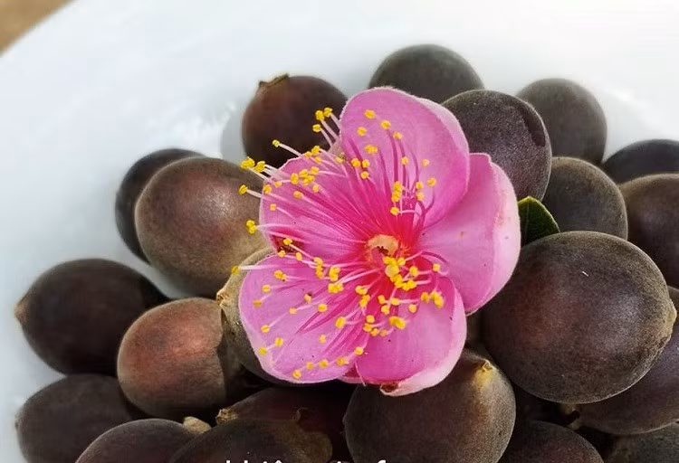 Mang cay moc hoang tren rung ve trong lay qua, 8x thu hang ty dong/nam-Hinh-4