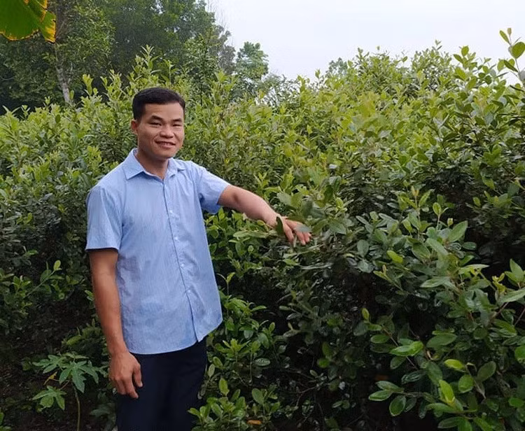 Mang cay moc hoang tren rung ve trong lay qua, 8x thu hang ty dong/nam-Hinh-6