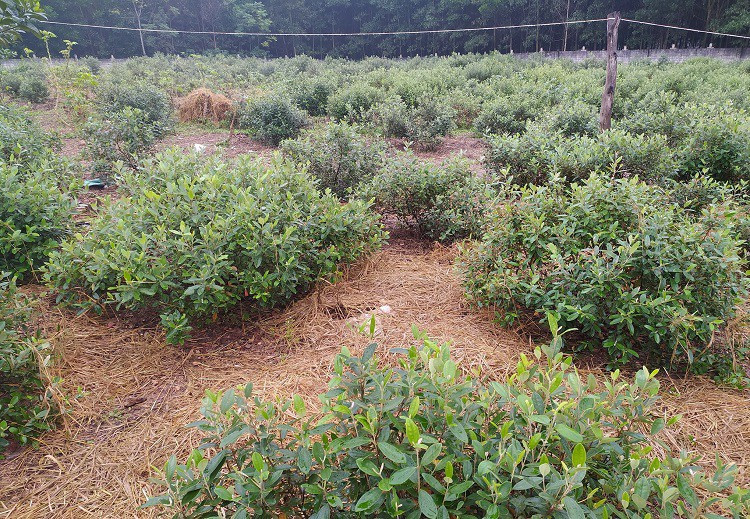 Mang cay moc hoang tren rung ve trong lay qua, 8x thu hang ty dong/nam-Hinh-5