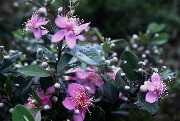 Mang cay moc hoang tren rung ve trong lay qua, 8x thu hang ty dong/nam-Hinh-3