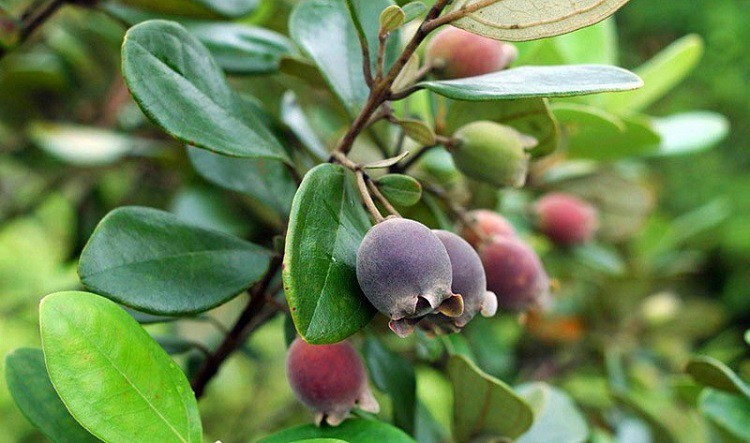 Mang cay moc hoang tren rung ve trong lay qua, 8x thu hang ty dong/nam