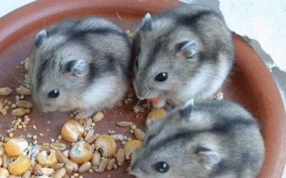 Ba thang toi, quy nhan se xuat hien, ba con giap kiem bon tien-Hinh-3