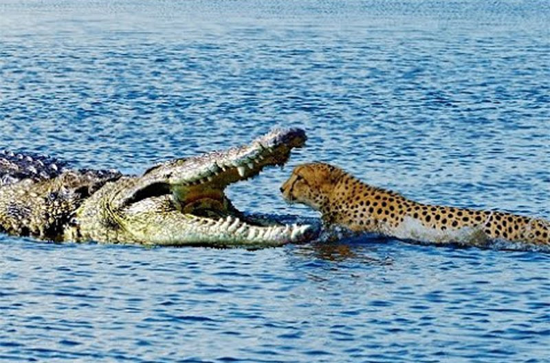 Video: Cuoc chien khong can suc giua bao va ca sau-Hinh-2