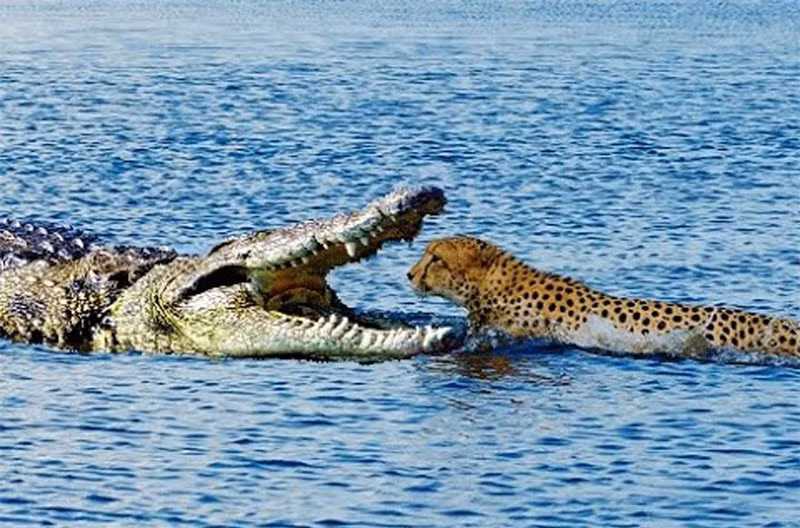 Video: Cuoc chien khong can suc giua bao va ca sau