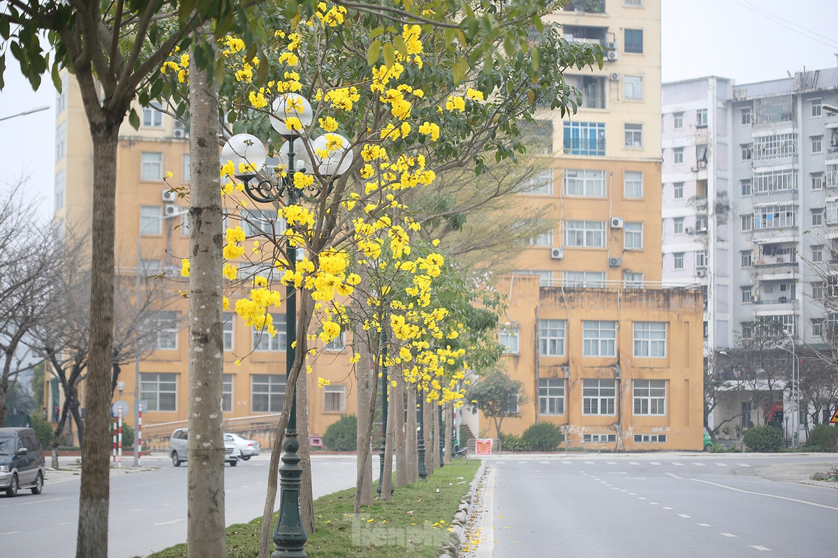 Trên đường trước Trung tâm hành chính quận Hoàng Mai, hàng cây còn khá nhỏ, thấp nhưng nở hoa rất rực rỡ.
