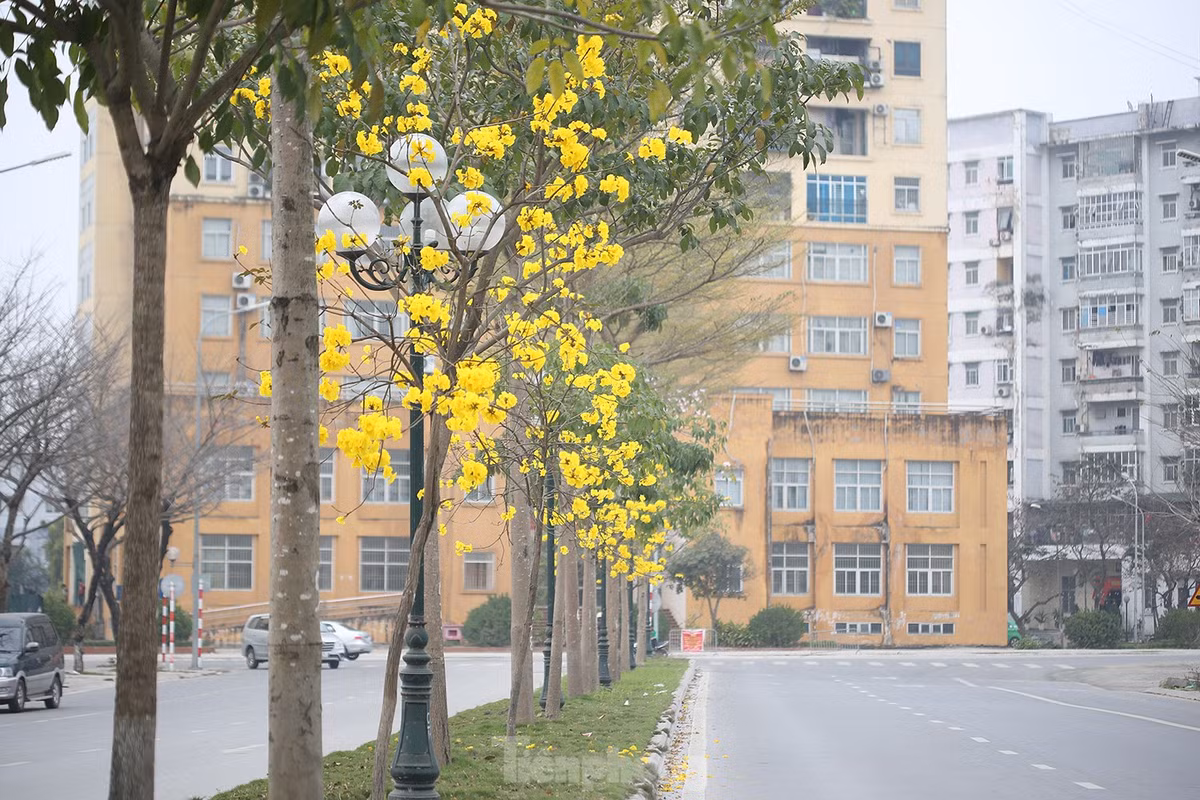 Trên đường trước Trung tâm hành chính quận Hoàng Mai, hàng cây còn khá nhỏ, thấp nhưng nở hoa rất rực rỡ.