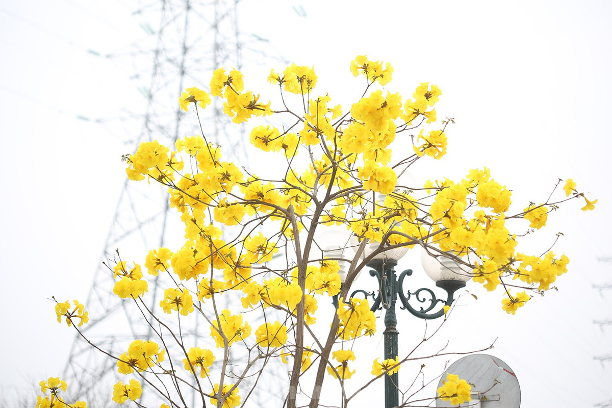 Một điều khá đặc biệt, loại cây này nở hoa nhiều, ít lá làm nổi bật lên một màu vàng rực rỡ.