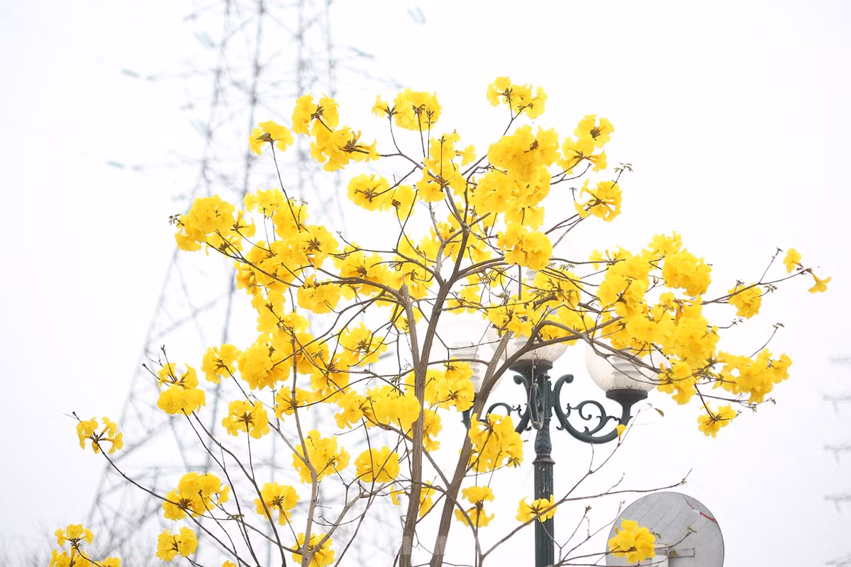 Một điều khá đặc biệt, loại cây này nở hoa nhiều, ít lá làm nổi bật lên một màu vàng rực rỡ.