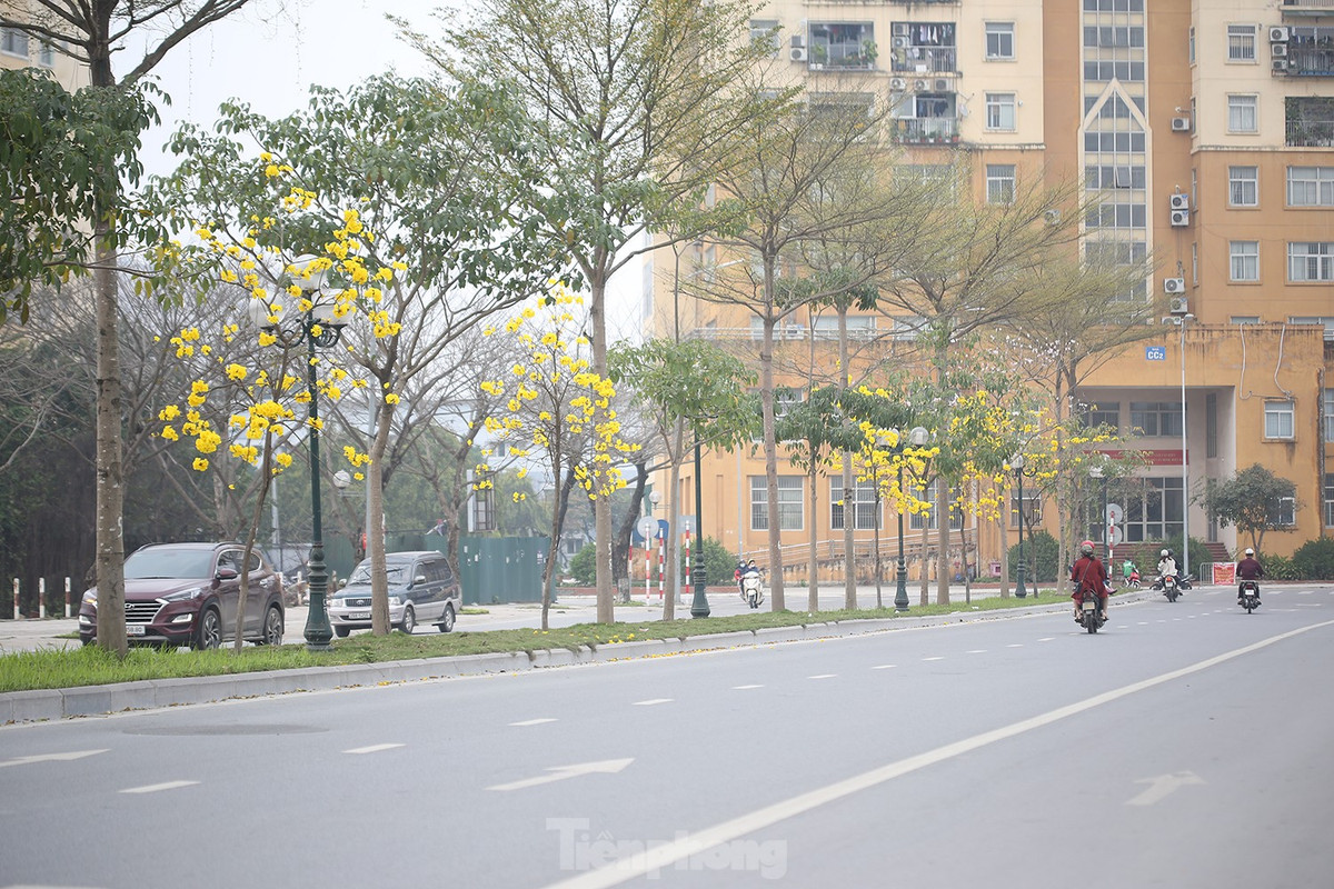 Tuy hàng cây còn nhỏ, trồng xen kẽ, nhưng hoa nở nhiều và rực rỡ.