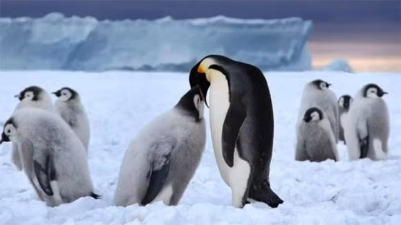 Ben duoi lop bang Nam Cuc co gi?-Hinh-2