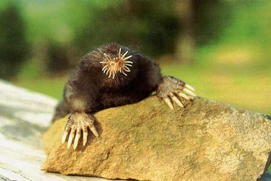 Chúng sinh sản vào cuối mùa xuân hoặc đầu mùa hè và con cái đẻ một lứa thường có bốn hoặc năm con non.