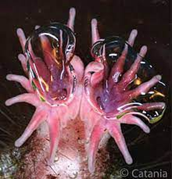 Loài này cũng có thể ngửi thấy mùi dưới nước, được thực hiện bằng cách thở ra bọt khí vào các vật thể và sau đó hít vào các bong bóng để mang mùi hương trở lại qua mũi.