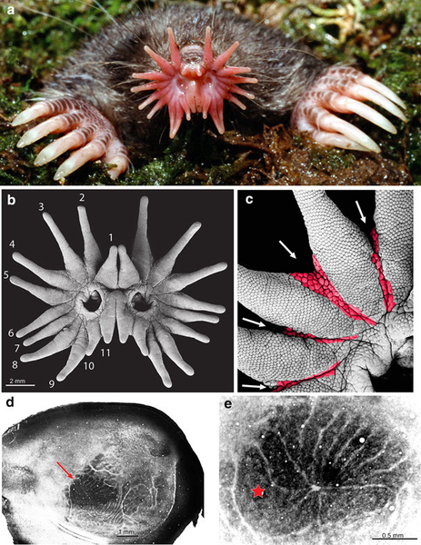  Chuột chũi mũi sao có chiếc mũi với 22 phần phụ thịt màu hồng, được sử dụng như một cơ quan cảm ứng với các thực thể cảm giác, với hơn 25.000 cơ quan cảm giác cảm giác nhỏ trong các cơ quan xúc giác gọi là các cơ quan Eimer.