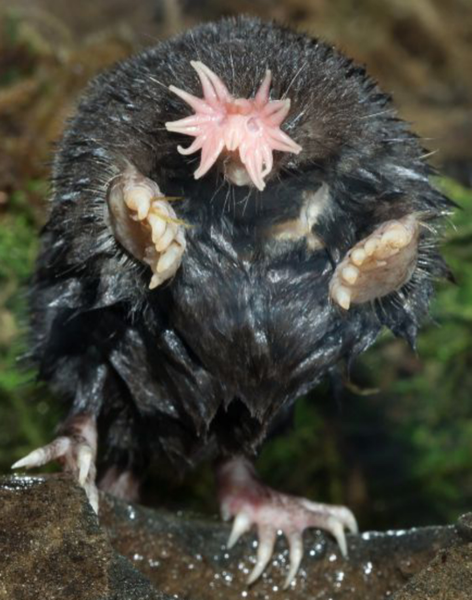 Chỉ 8 mili giây, nó có thể quyết định xem thứ gì đó có thể ăn được hay không, đây là một trong những phản ứng nhanh nhất trong thế giới động vật, và là lý do loài chuột chũi mũi sao đã được ghi nhận trong Sách Guinness về Kỷ lục thế giới là loài kiếm ăn nhanh nhất thế giới.