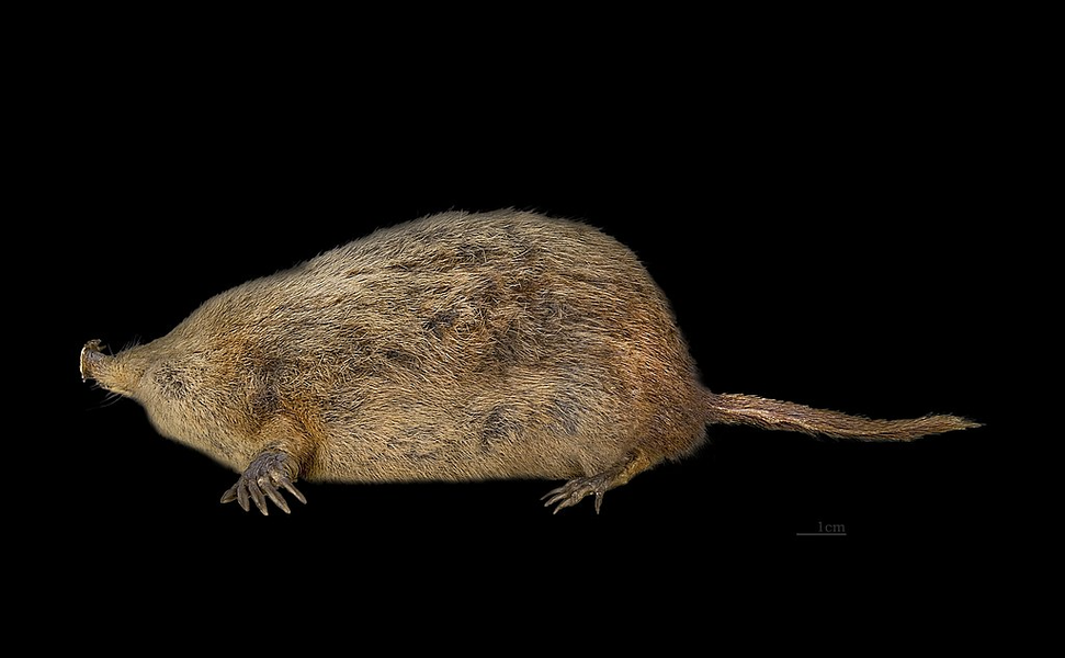 Chuột chũi mũi sao là loài bơi lội giỏi, chúng đào những đường hầm bề mặt nông để kiếm ăn. Thông thường, những đường hầm này thoát ra dưới nước. Nó hoạt động cả ngày lẫn đêm, vào mùa đông nó đào hầm xuyên qua tuyết và bơi trong những dòng suối phủ băng.