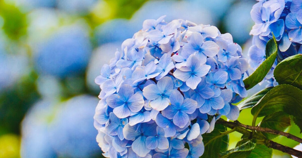 Ngoài ra, vận may trong cuộc sống của họ cũng rất mạnh mẽ. Khi gặp khó khăn, họ được quý nhân giúp đỡ. Đến tuổi 35, người sinh ngày Âm lịch này làm việc như cá gặp nước, sớm muộn gì cũng giàu có mà không cần lo cơm ăn áo mặc.