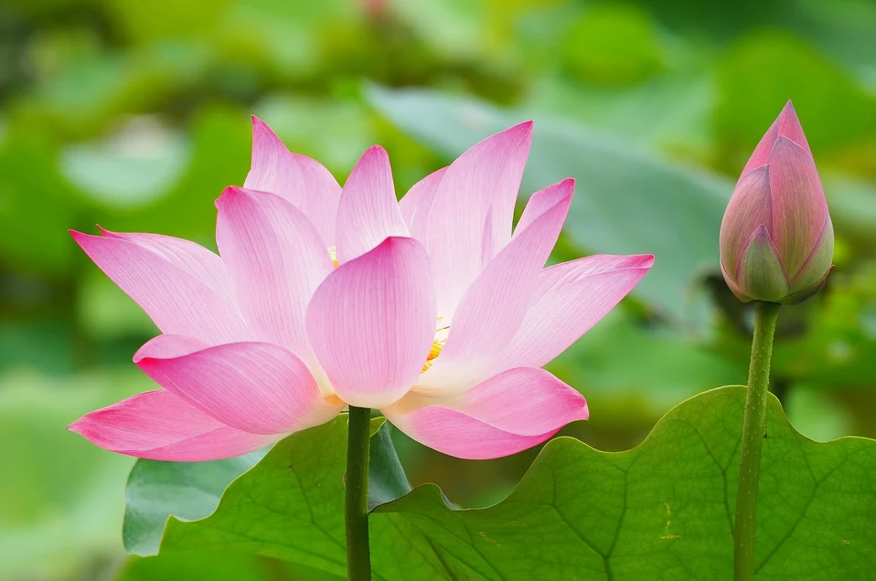 Con đường sự nghiệp, công việc của họ hời gian này cũng gặp rất nhiều thuận lợi. Không chỉ có thu nhập cao, người sinh vào ngày này có cơ hội hợp tác với đối tác lớn.