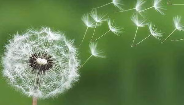 Sinh ngày 9 và 29 Âm lịch. Theo tử vi, số 9 mang ý nghĩa tích cực, người sinh vào ngày mùng 9 và 29 Âm lịch đa phần đều hưởng phúc lộc đủ đầy trong cuộc đời. Họ may mắn sinh ra trong gia đình hòa thuận, được người thân yêu ủng hộ, bao bọc. 