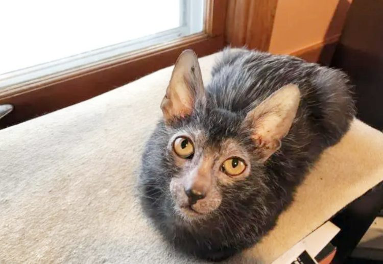 Ki la meo ma soi, xau tham te ma gia gan tram trieu/con-Hinh-3