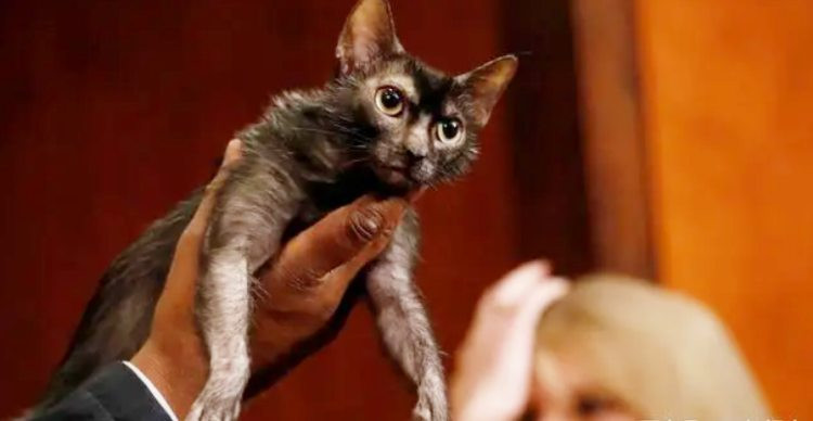 Ki la meo ma soi, xau tham te ma gia gan tram trieu/con-Hinh-2