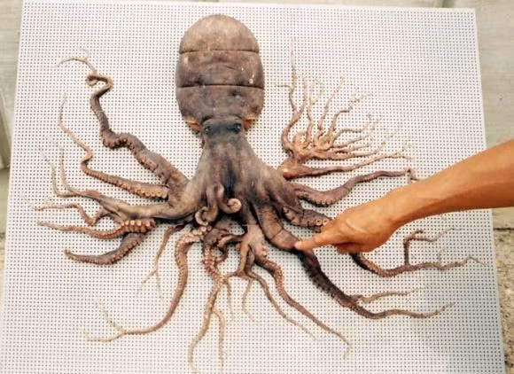 Hinh anh bach tuoc 96 xuc tu gay sot la co that?