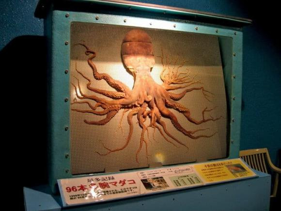 Hinh anh bach tuoc 96 xuc tu gay sot la co that?-Hinh-2