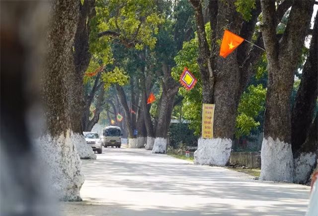 Đường kính cây xà cừ lớn nhất đo ở phần gốc khoảng 2 m, phải 3- 4 người ôm mới xuể. Hầu hết xà cừ mọc một thân, một số ít cây chia thành hai, ba nhánh và vươn lên trời thẳng tắp. Cây cao nhất khoảng 40 m, bằng tòa nhà 8-10 tầng. Do có tuổi đời cả trăm năm nên thân xà cừ sần sùi, lộ ra những chiếc u rất lớn phần gốc, to như những chiếc thúng úp.