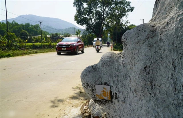 Chị Khánh An - du khách từ TP Thanh Hóa nhận xét về hàng cây xà cừ rằng: “Tôi đã đến nhiều nơi, thấy nhiều cây xà cừ lớn nhưng chưa ở đâu có nhiều xà cừ cổ thụ và đẹp mắt như ở đây”.