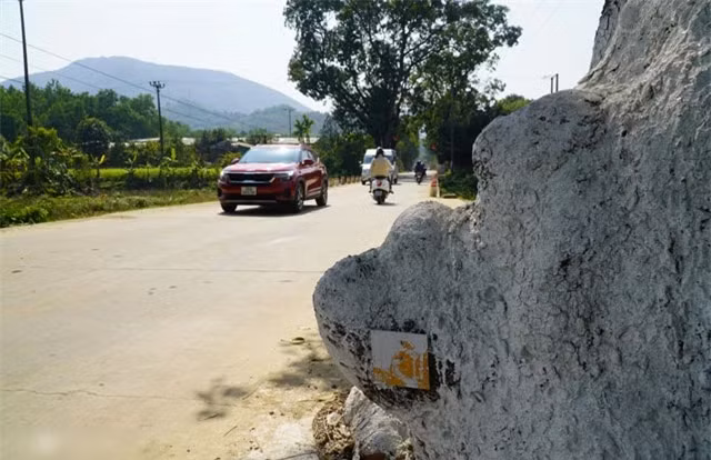 Chị Khánh An - du khách từ TP Thanh Hóa nhận xét về hàng cây xà cừ rằng: “Tôi đã đến nhiều nơi, thấy nhiều cây xà cừ lớn nhưng chưa ở đâu có nhiều xà cừ cổ thụ và đẹp mắt như ở đây”.