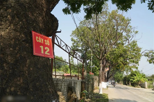 Theo chia sẻ của ông Lê Văn Sơn, cán bộ văn hóa thị trấn Nưa, quần thể cây xà cừ gắn với cuộc khởi nghĩa Bà Triệu được công nhận là cây di sản Việt Nam đã góp phần quảng bá sự phong phú và đa dạng của hệ thực vật nơi đây. Từ đó nâng cao ý thức bảo vệ môi trường, đồng thời giữ gìn và phát huy các giá trị lịch sử văn hóa, phát triển du lịch địa phương.