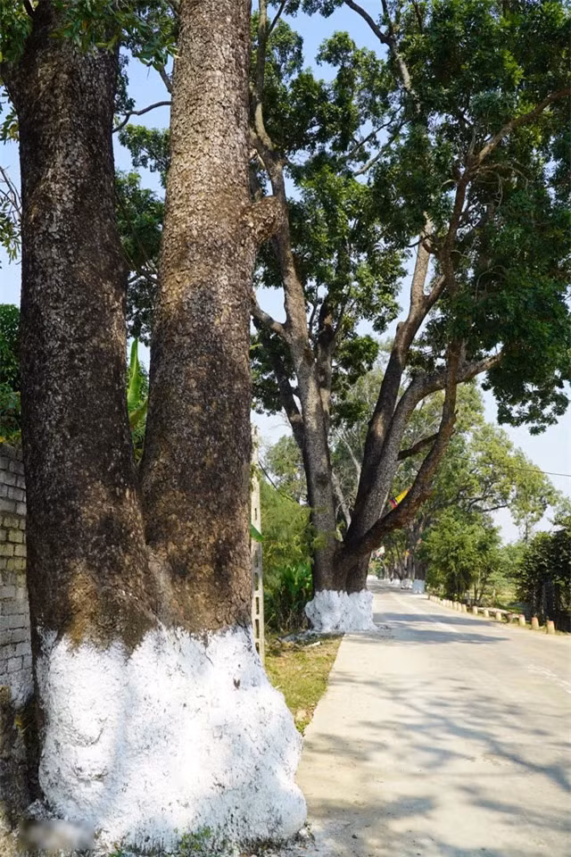 Suốt thời gian qua, có hàng chục nghìn du khách đổ về khu di tích đền Nưa - Am Tiên đi lễ cầu an và thường dừng lại ngắm hàng cây xà cừ cổ. Ban quản lý di tích cho cắm cờ trên các thân cây tạo nên khung cảnh bắt mắt.