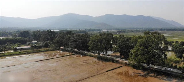 br/> Hàng xà cừ bao gồm 22 cây, được trồng từ khoảng những năm 1920, dưới thời Pháp thuộc ở thị trấn Nưa, huyện Triệu Sơn, Thanh Hóa. Năm 2022, hàng cây được công nhận là Cây di sản của Việt Nam.