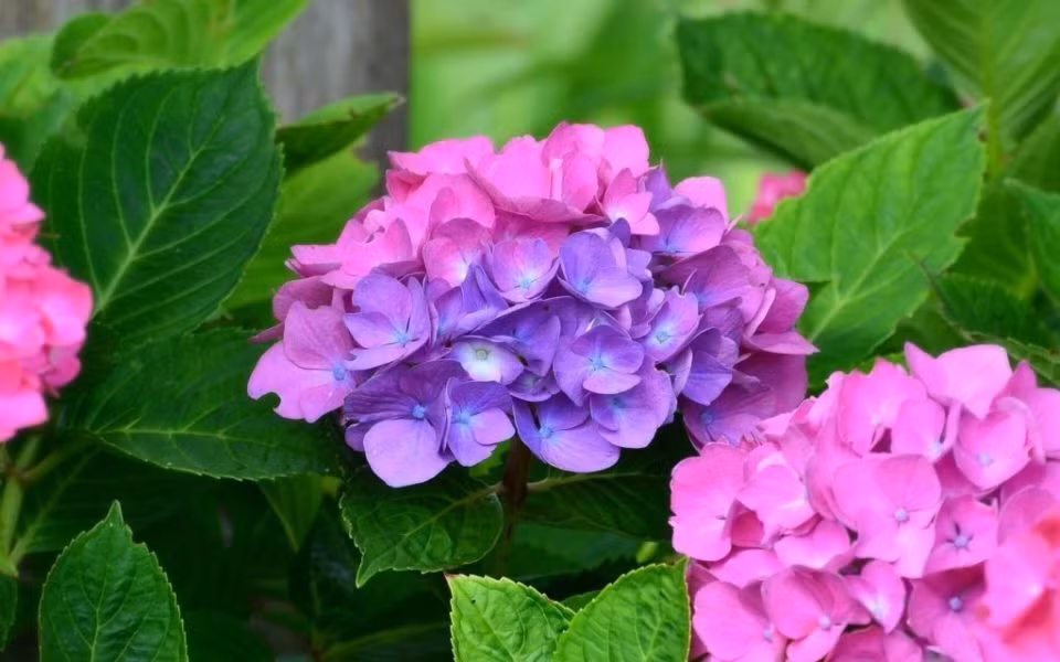 Cuoi thang 3, 3 con giap an o hien lanh tai loc ve tay-Hinh-2