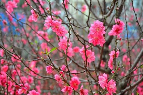 Tiet Lap Xuan 2023 va nhung dieu kieng ky it nguoi biet