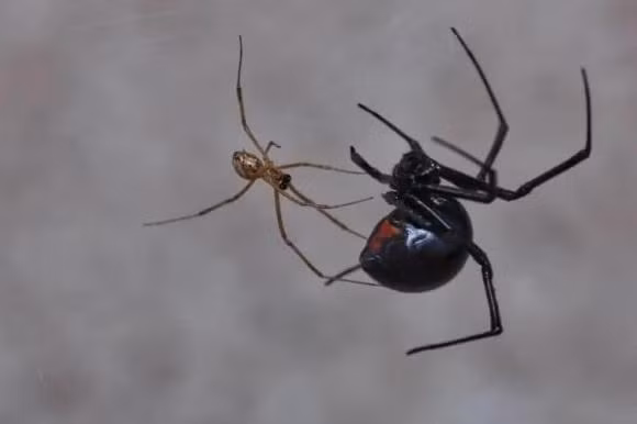 Vi sao con duc lon hon con cai o hau het dong vat co vu?-Hinh-3