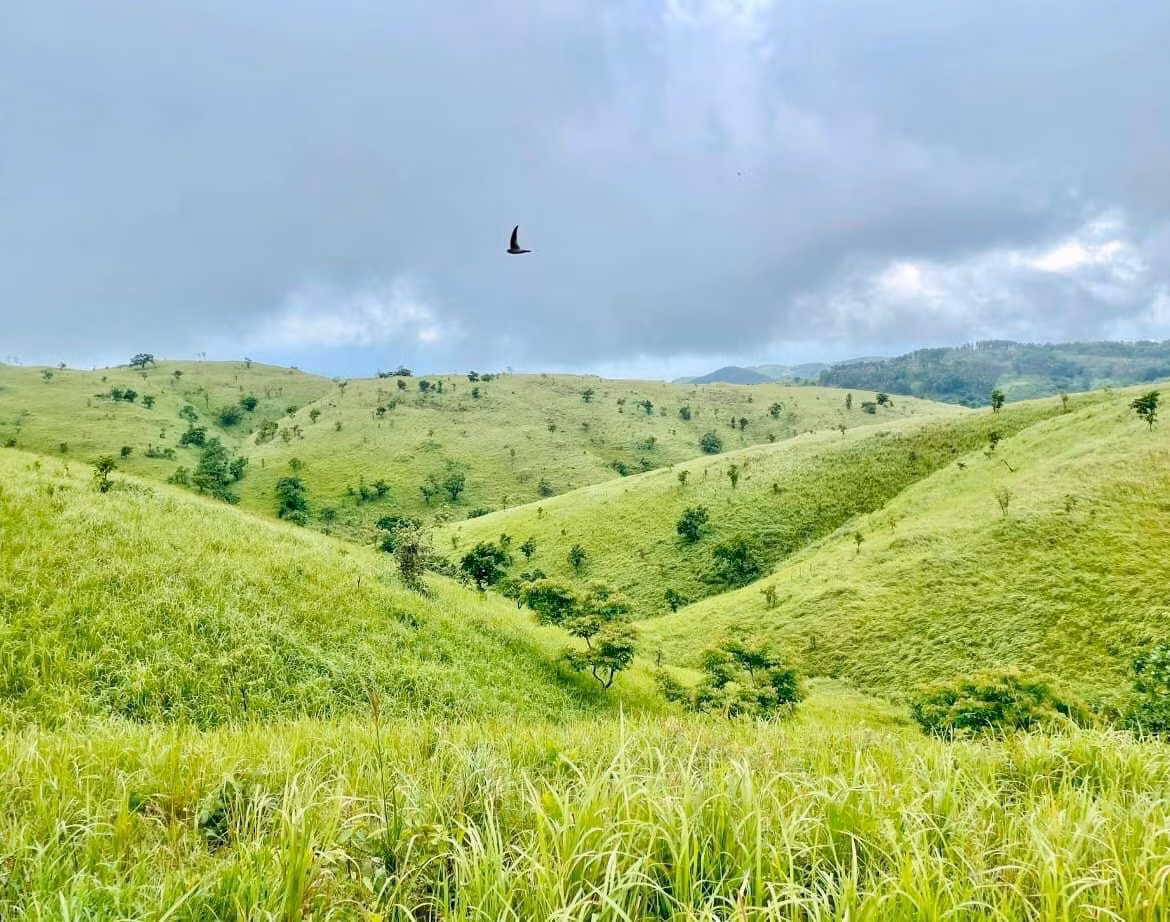 Những thảm cỏ xanh mướt không chút gợn ở Pal sol.