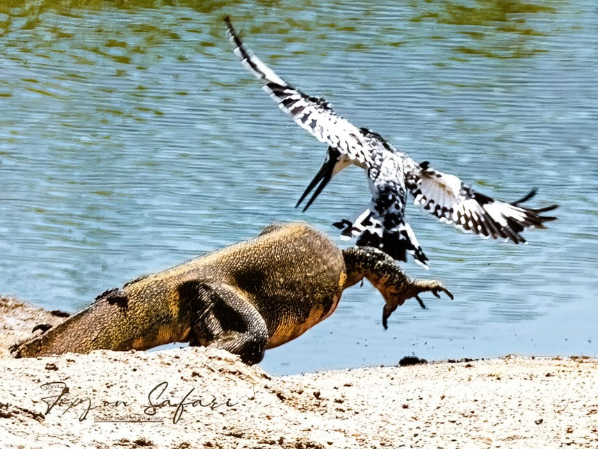 Chim boi ca “doi bom” tan cong khien ky da xay xam mat may