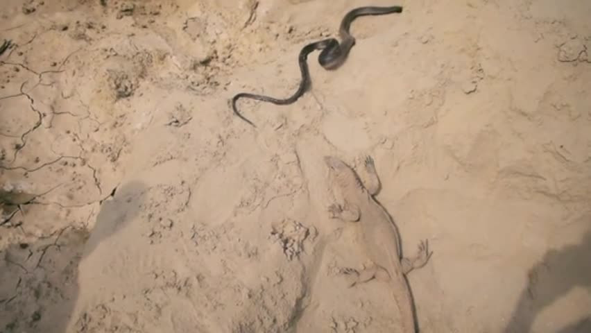 Video: Kich tinh than lan ruot duoi ran ho mang den cung