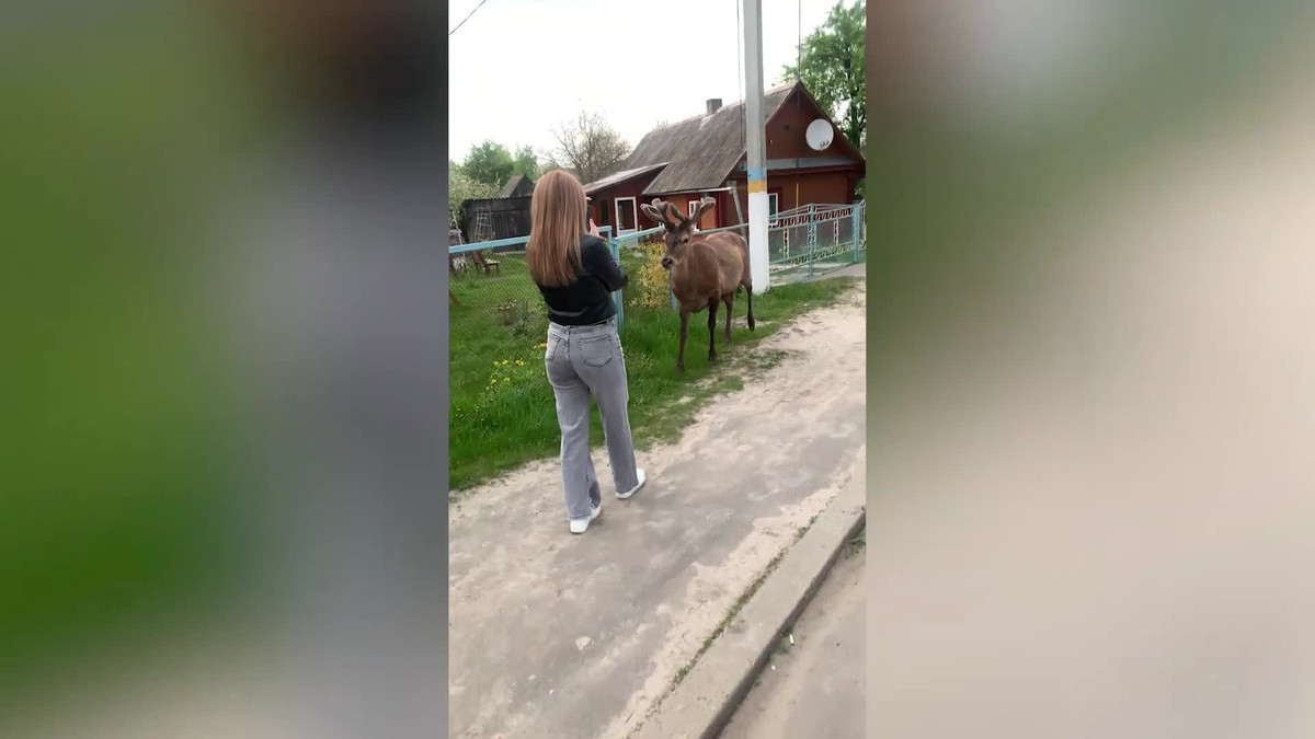 Video: Huou than thien an tao tu tay co gai