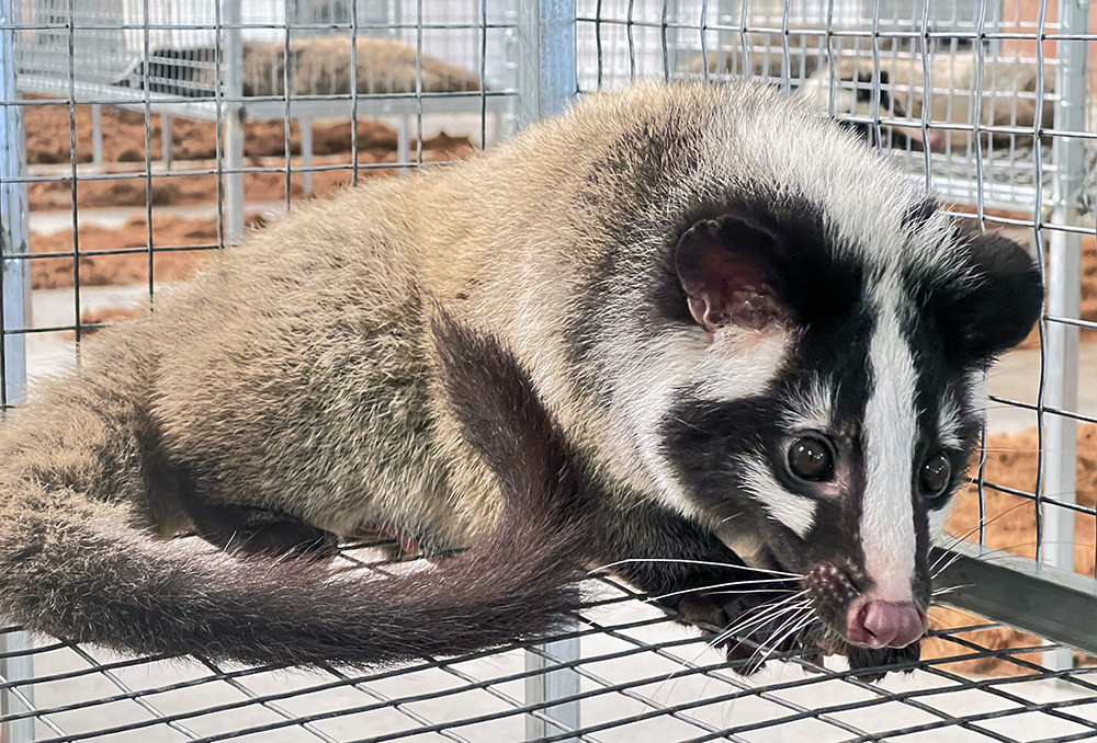 Mo trai chi nuoi loai doc la it nguoi biet, ong chu thu lai tien ty-Hinh-3