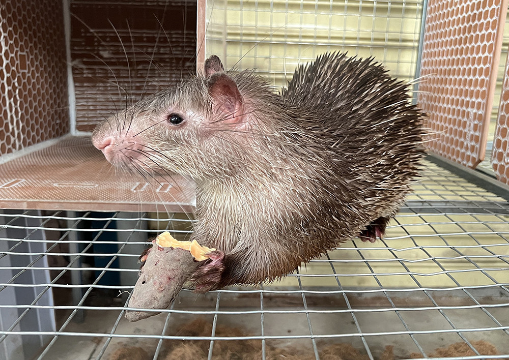 Mo trai chi nuoi loai doc la it nguoi biet, ong chu thu lai tien ty-Hinh-2