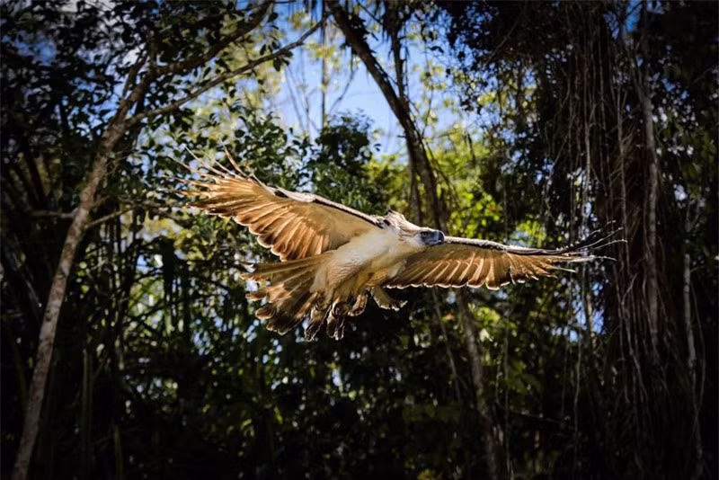 Chiêm ngưỡng quả đầu “hổ báo” của đại bàng Philippines ảnh 10
