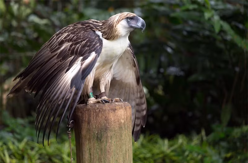 Chiêm ngưỡng quả đầu “hổ báo” của đại bàng Philippines ảnh 6