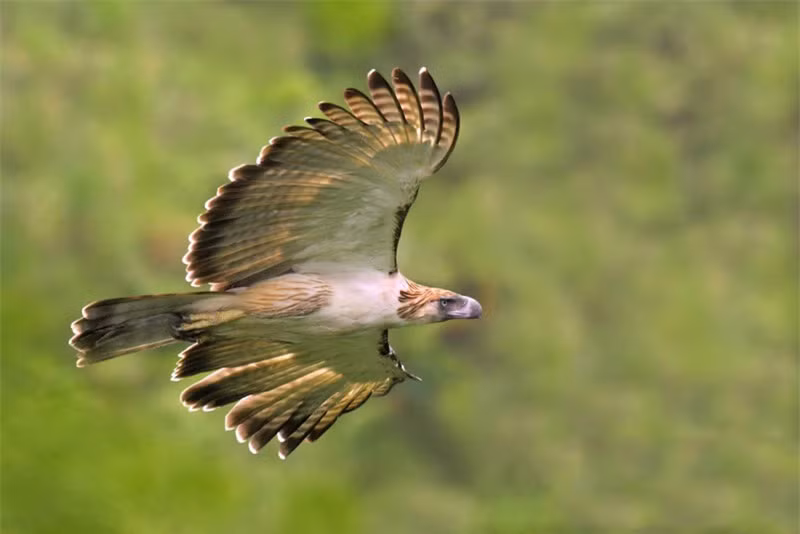 Chiêm ngưỡng quả đầu “hổ báo” của đại bàng Philippines ảnh 11