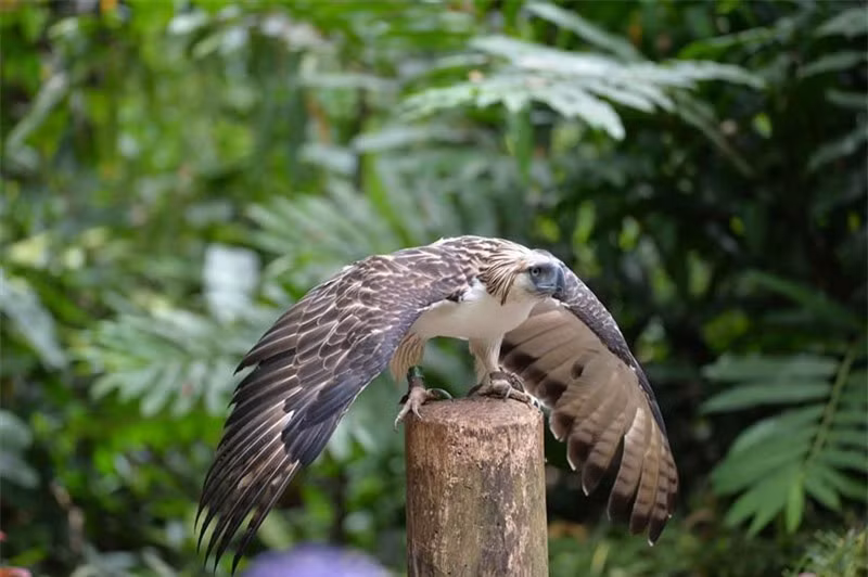 Chiêm ngưỡng quả đầu “hổ báo” của đại bàng Philippines ảnh 12